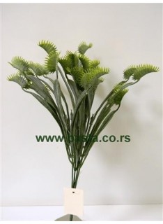 V.b. dionaea 1161 zeleni