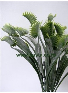 V.b. dionaea 1161 zeleni