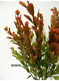 V.b. berberis 1147 zeleno/crveni