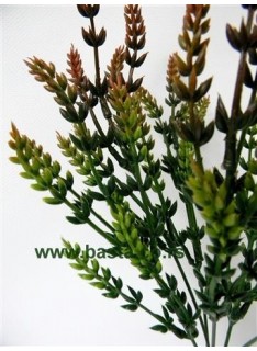 V.b. calluna 1158 bordo/braon