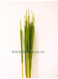 Suvo reed spadix 10 kom